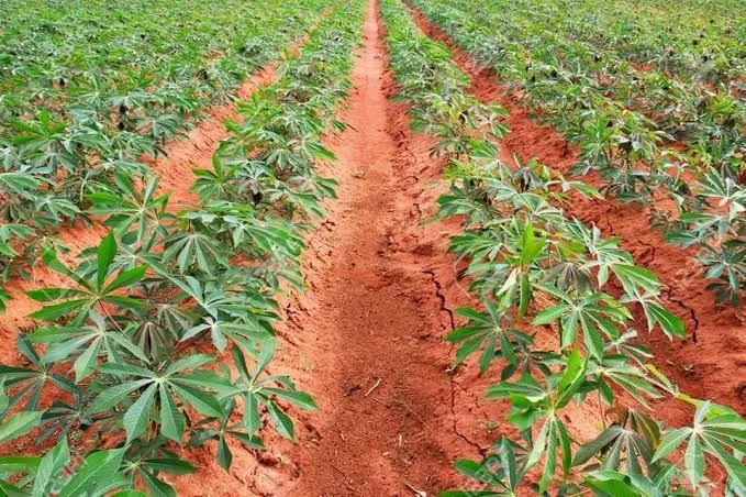 Cassava