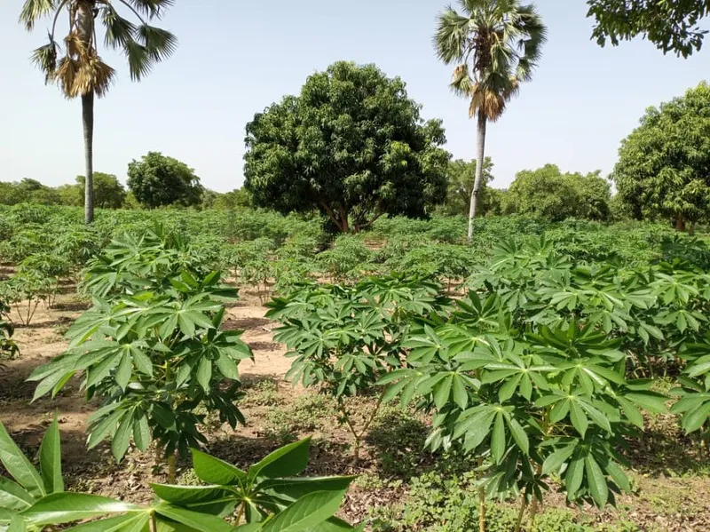 Manioc à Metcha
