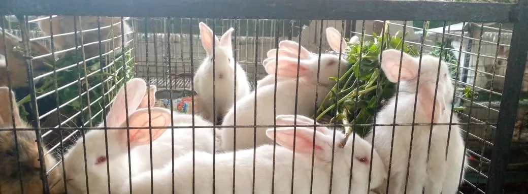 Rabbit hutches · Feubat
